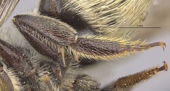 Media type: image;   Entomology 16202 Aspect: Leg hind